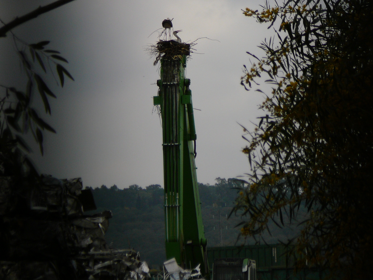 Los Barrios - Castellar (province de Cádix) Nid de cigogne au sommet d'une flèche de grue ! 