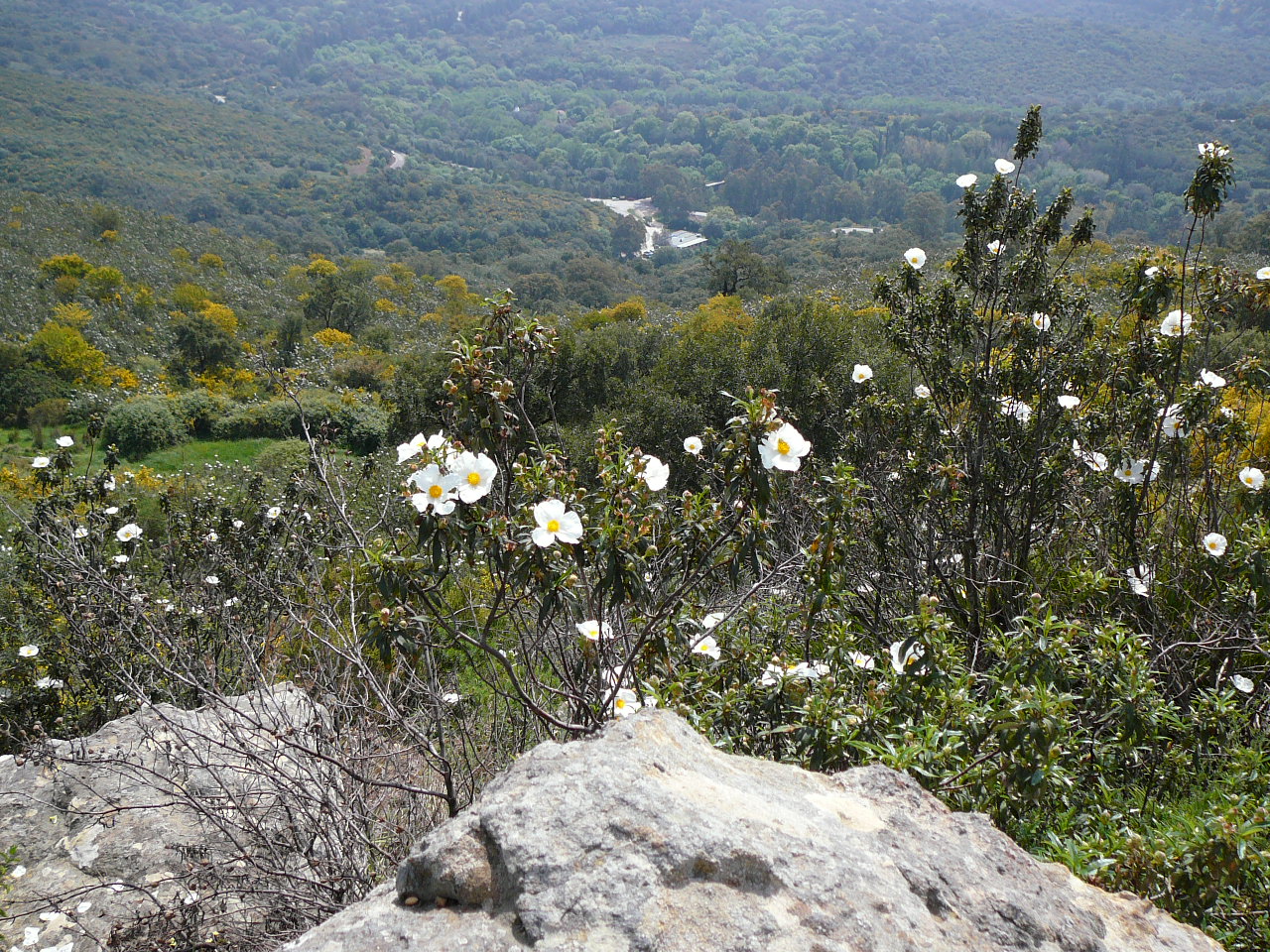 Los Barrios - Castellar (province de Cádix) Venta Jarandilla dans la vallée Depuis le Castellar