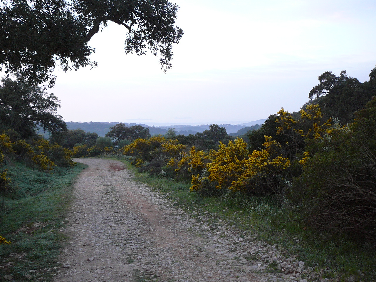 Castellar - Jimena de la Frontera (province de Cádix) Descente depuis le Castellar 