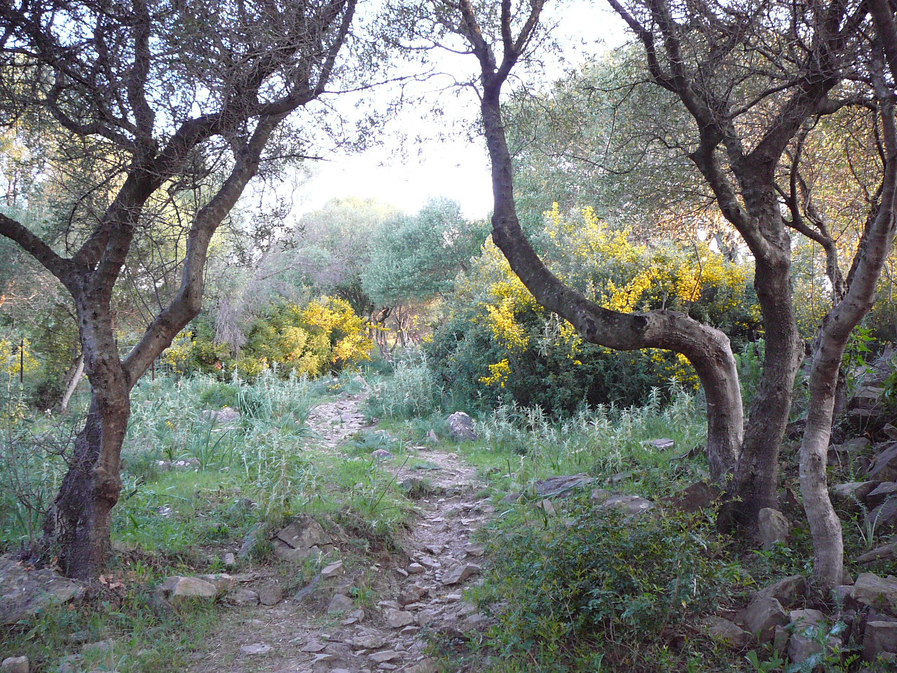 Jimena de la Frontera - Peñón del Berrueco(province de Cádix) Le chemin du côté de Cueva de la Gitana 