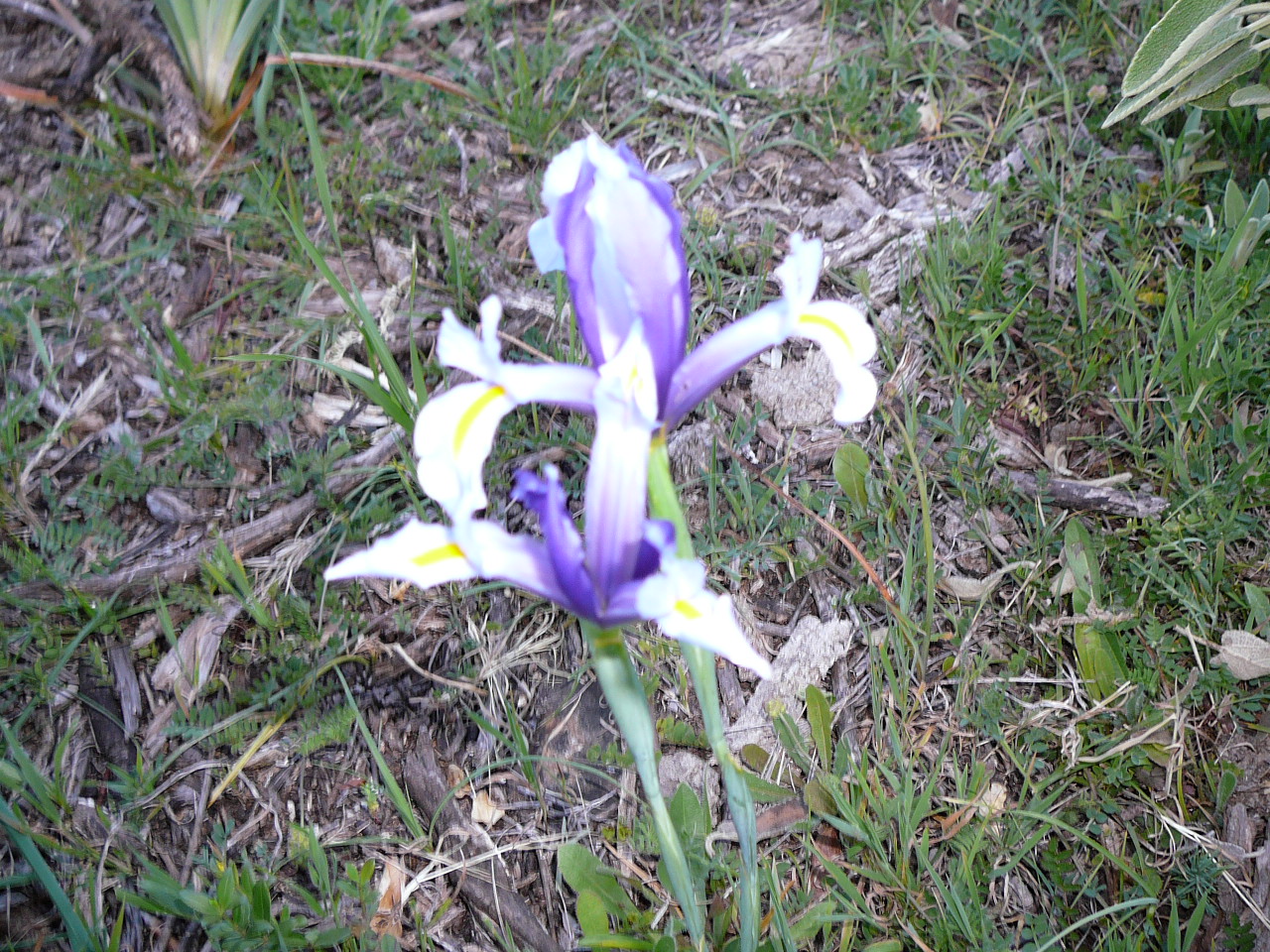 Jimena de la Frontera - Peñón del Berrueco(province de Cádix) Orchidées 