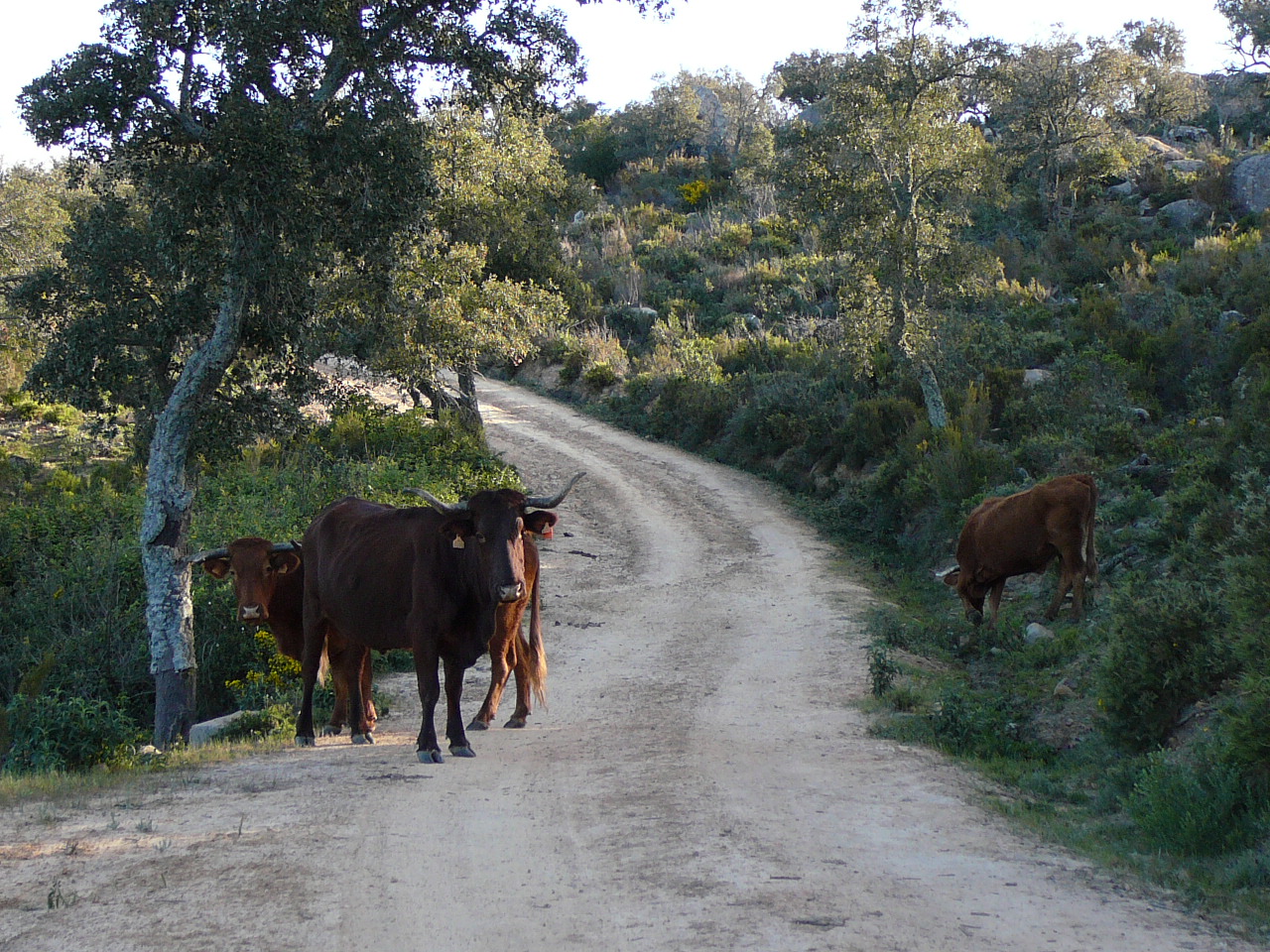Jimena de la Frontera - Peñón del Berrueco(province de Cádix) Rencontre sur la piste 