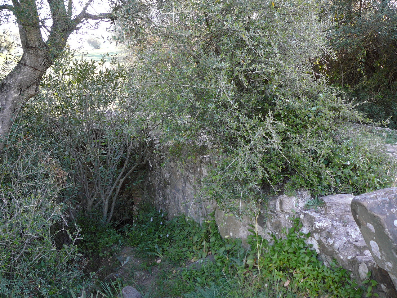 Peñón del Berrueco - Puerto del Correo (province de Cádix) Le sentier en descendant sur Ubrique 