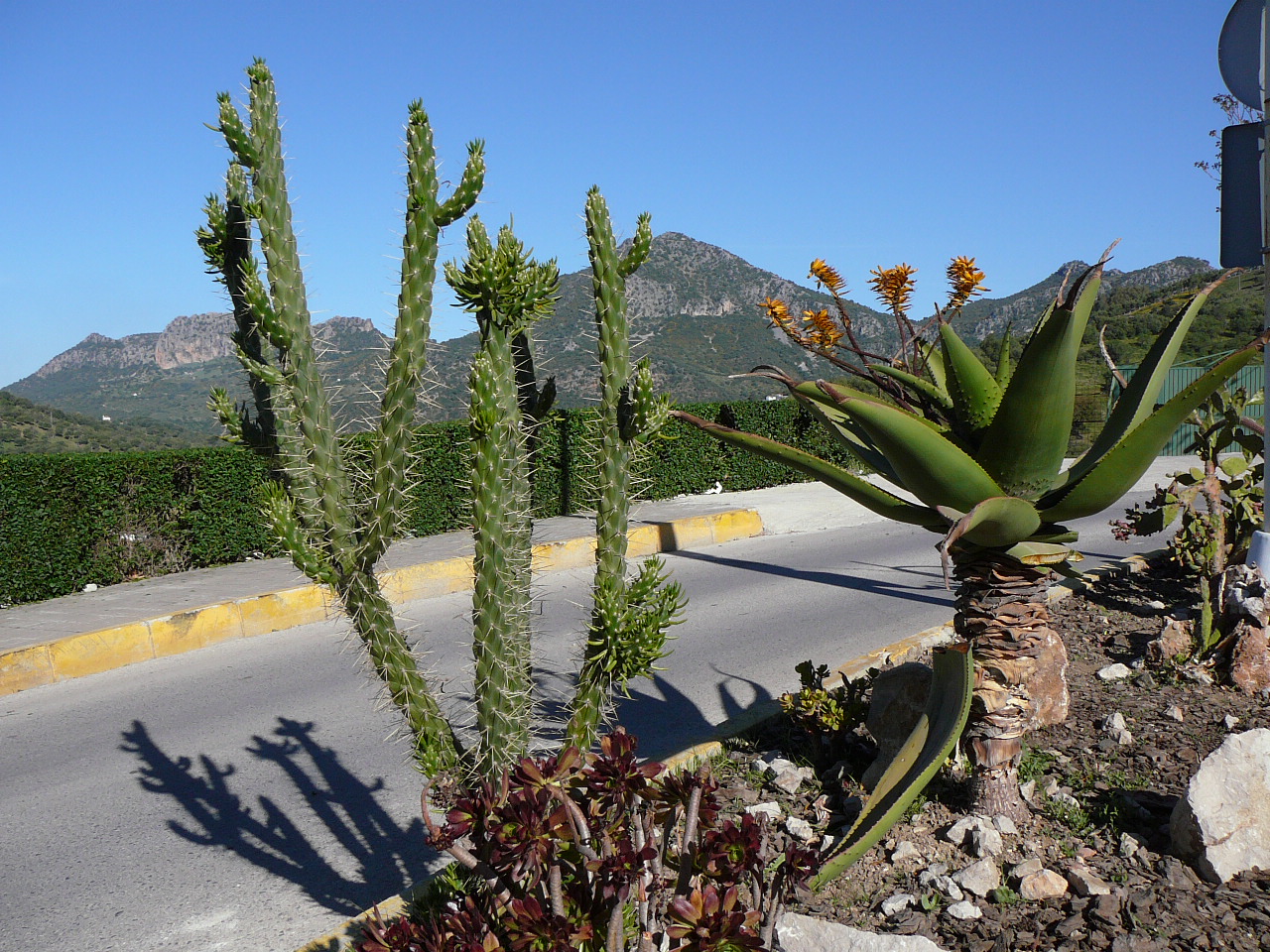 Peñón del Berrueco - Puerto del Correo (province de Cádix) Massif de fleurs à l'entrée d'Ubrique 