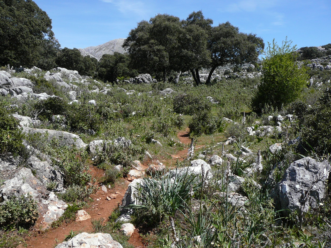 Peñón del Berrueco - Puerto del Correo (province de Cádix) Montée de la sierra de Líbar Sente de l'E 4 ou GR 7