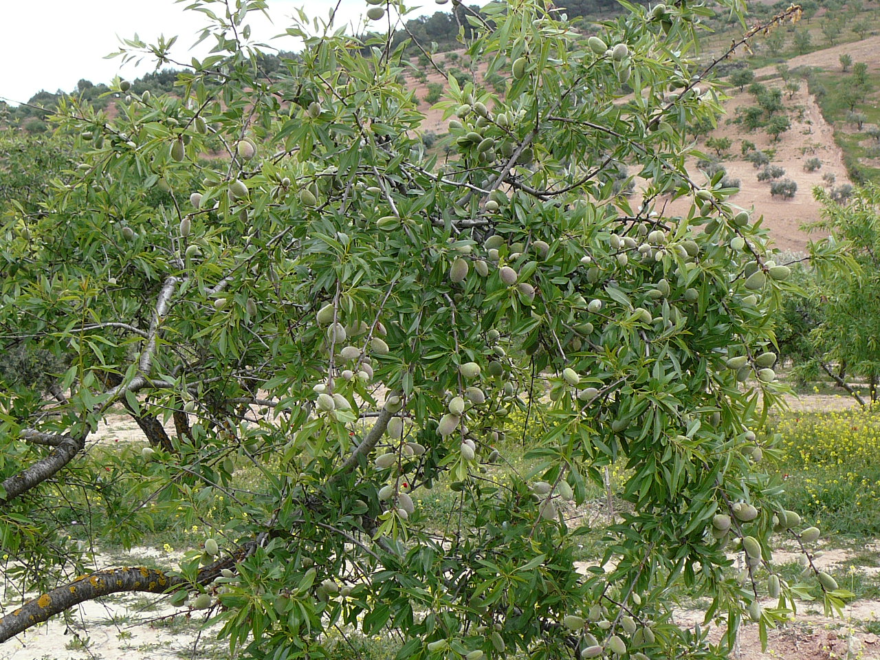 Ronda - Ardales (province de Málaga) Olives et olivier 