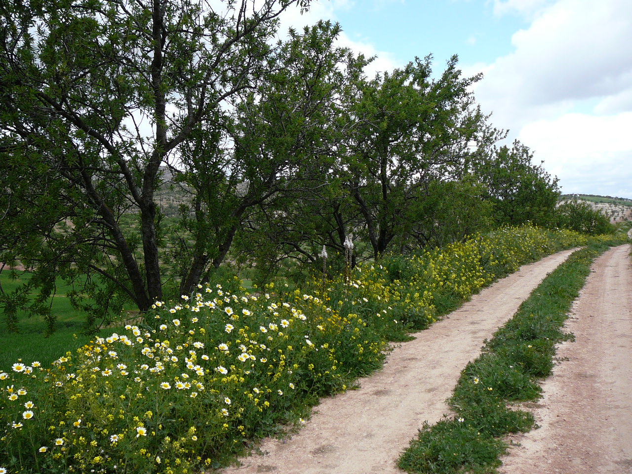 Ronda - Ardales (province de Málaga) Un chemin bucolique 