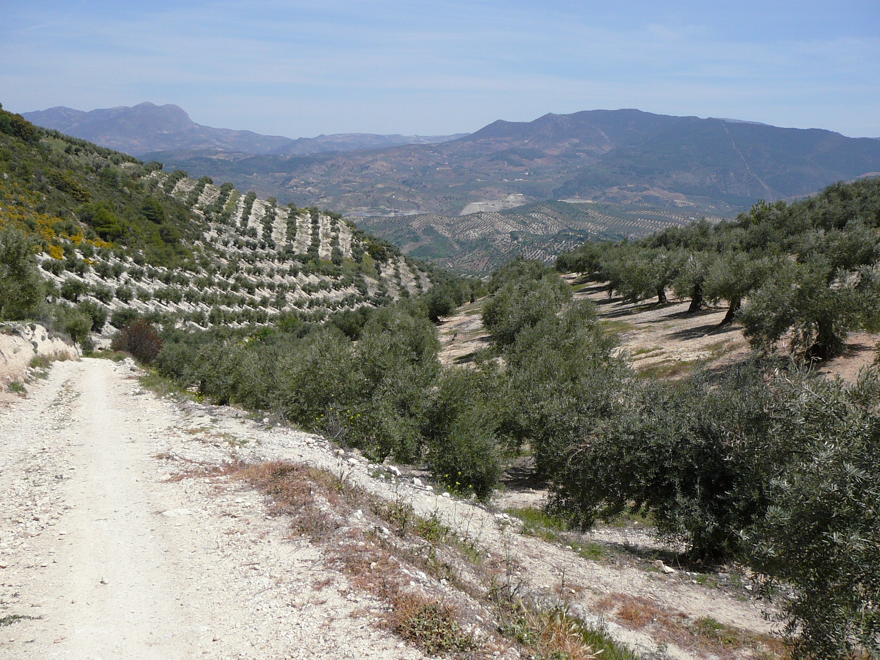 Frailes - Carchelejo (province de jaén) Oliveraies 