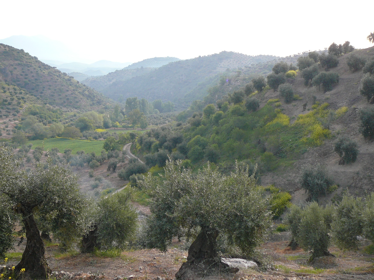 Carchelejo - Cambil(province de jaén) La sortie de Carchelejo 