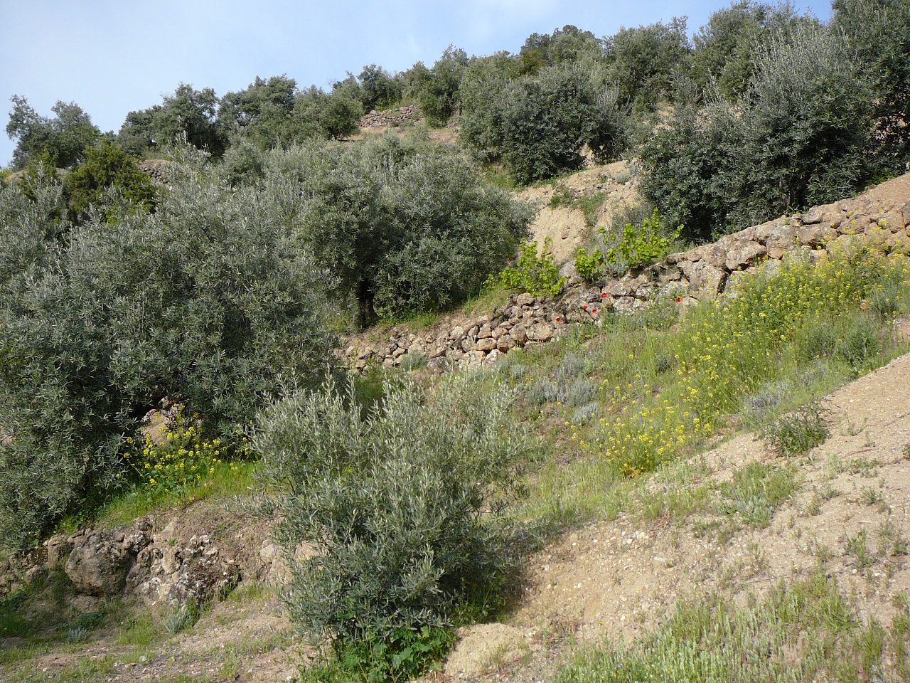 Carchelejo - Cambil(province de jaén) Oliviers 