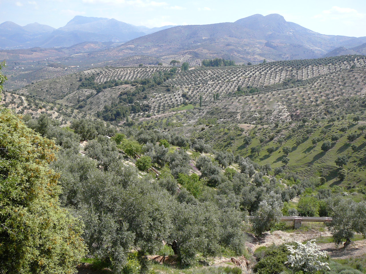 Carchelejo - Cambil (province de jaén) Zone de culture de l'olivier 