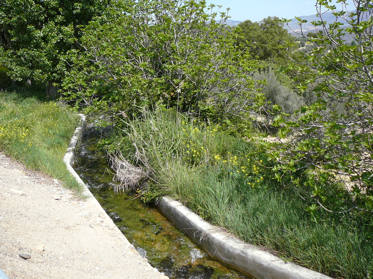 Carchelejo - Cambil (province de jaén) Irrigation près d'Arbunbiel 