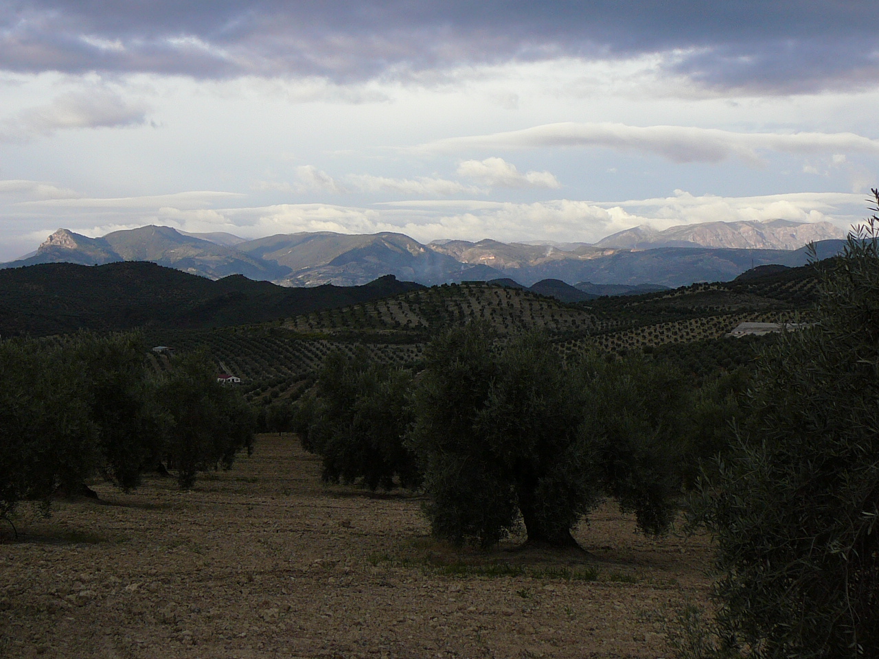 Cambil - Torres (province de jaén) Parcours dans les oliveraies 