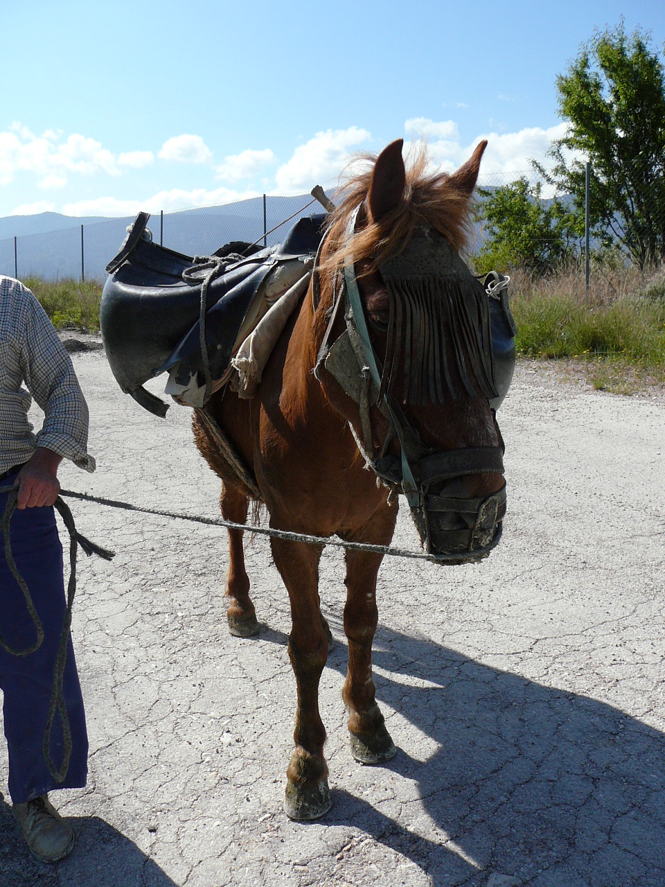 Torres - Jódar (province de jaén) Un cheval équipé traditionnellement pour la culture des oliviers 