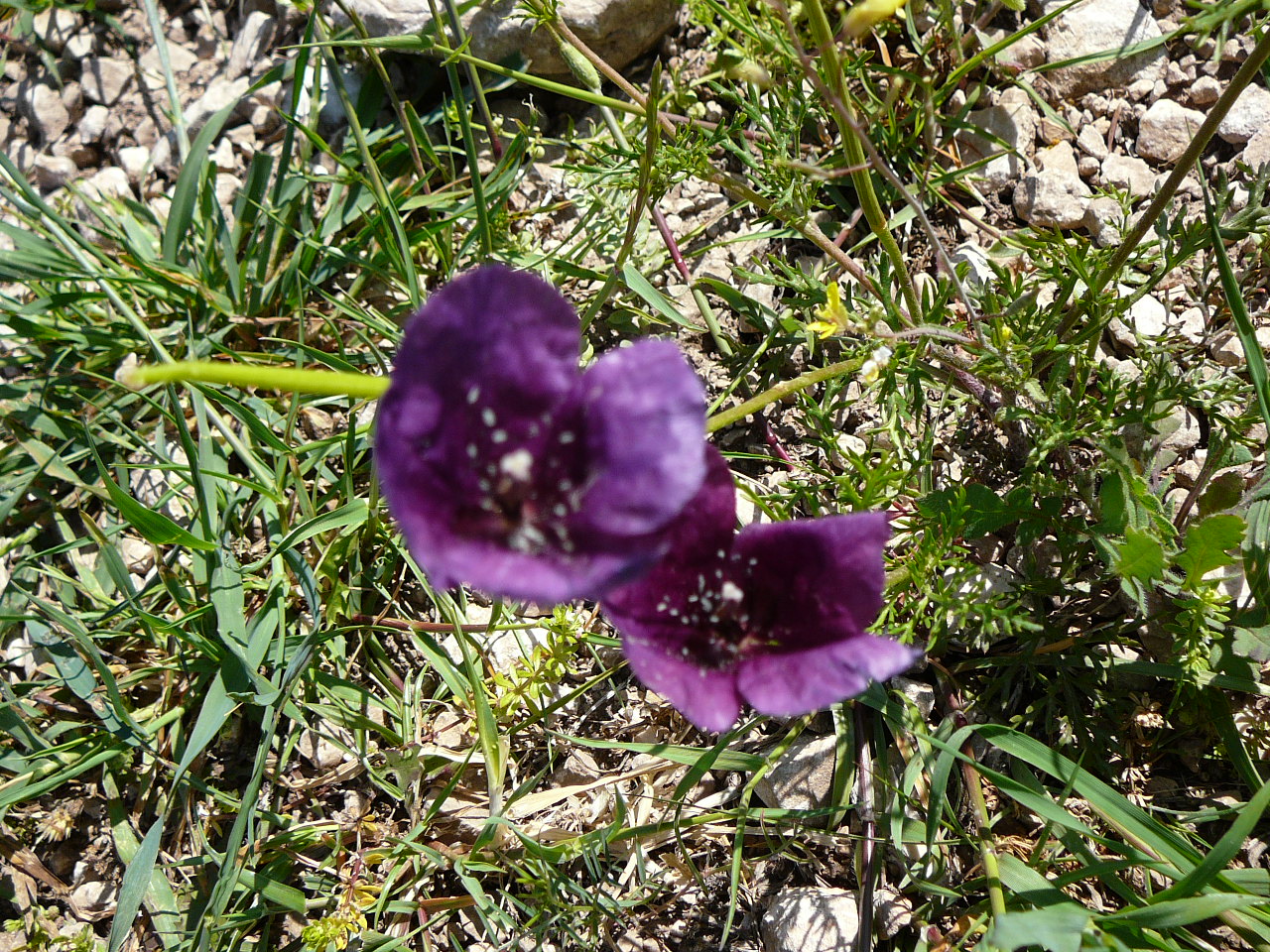 Torres - Jódar (province de jaén) Une fleur sur le parcours de la montée 
