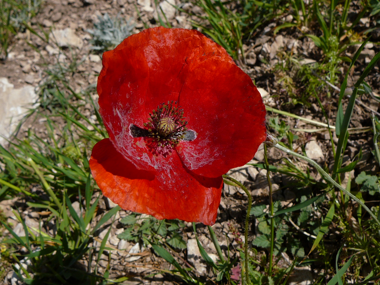 Torres - Jódar (province de jaén) Une fleur sur le parcours de la montée 