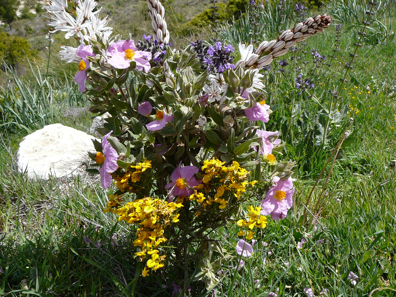 Torres - Jódar (province de jaén) Bouquet campagnard ! 