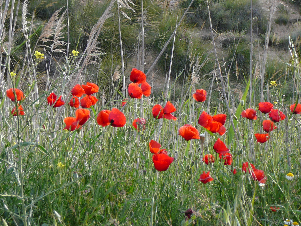 Jódar - Quesada (province de jaén) Chanp de coquelicots 