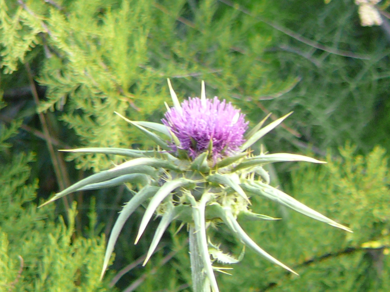 Jódar - Quesada (province de jaén) Chardon en fleur 