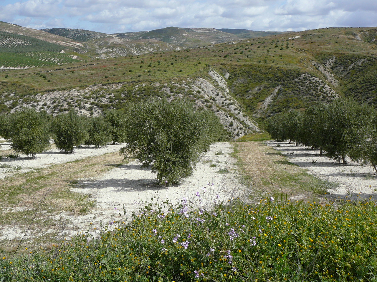 Jódar - Quesada (province de jaén) Après Hornos 