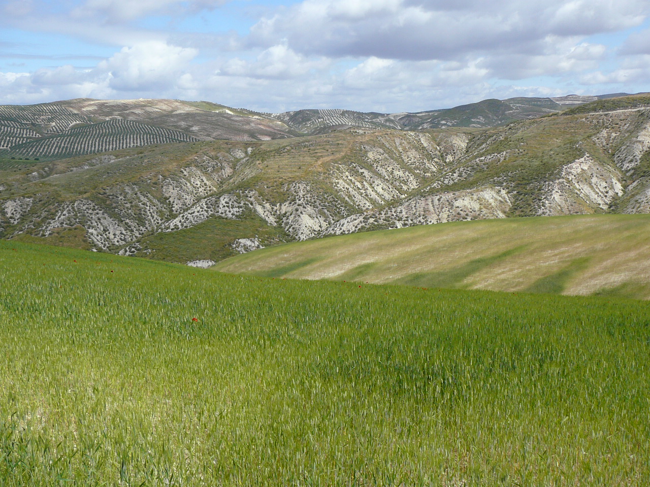 Jódar - Quesada (province de jaén) Un fort ravinement 
