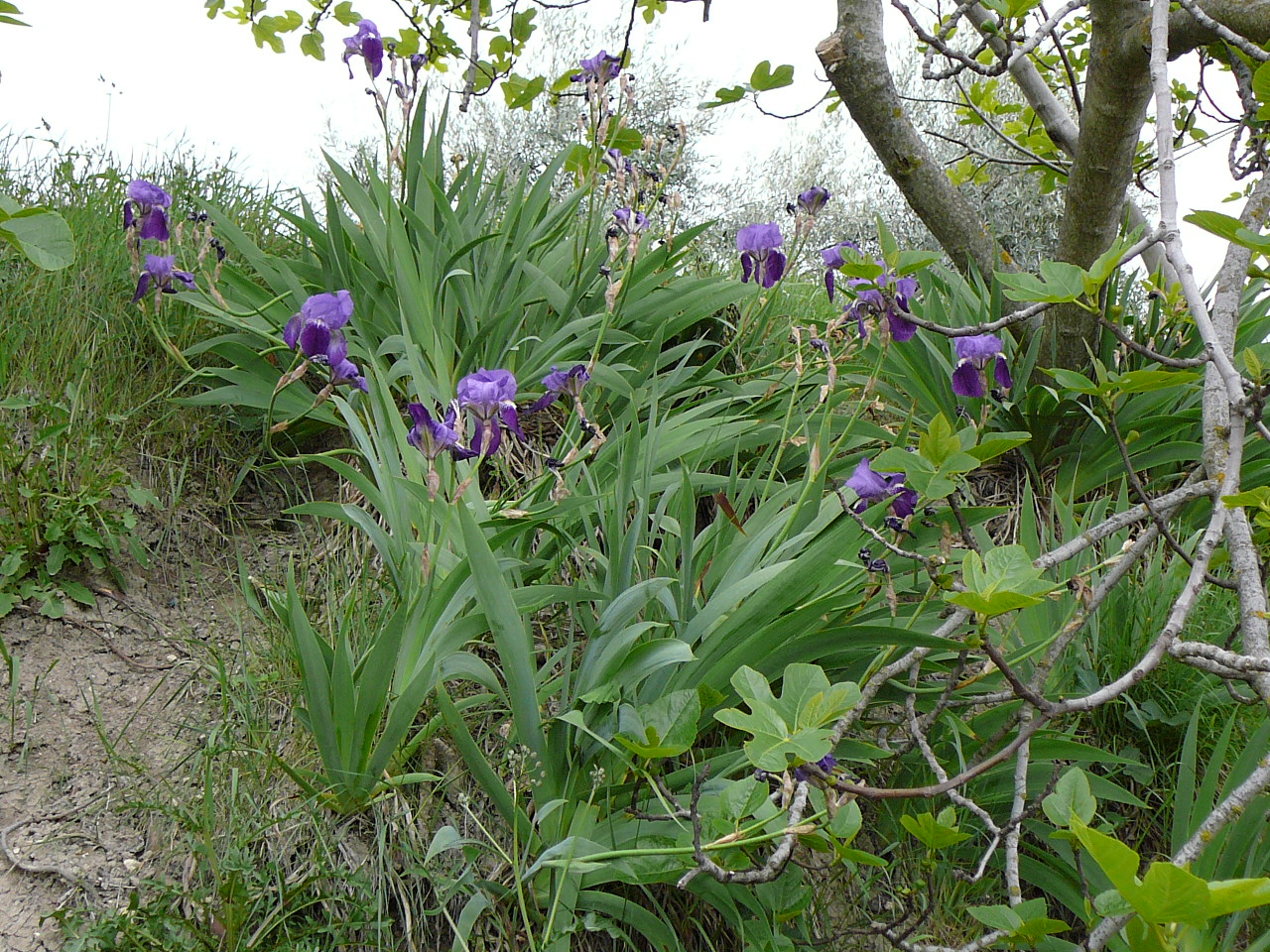 Quesada - Cazorla (province de jaén) Fleurs 