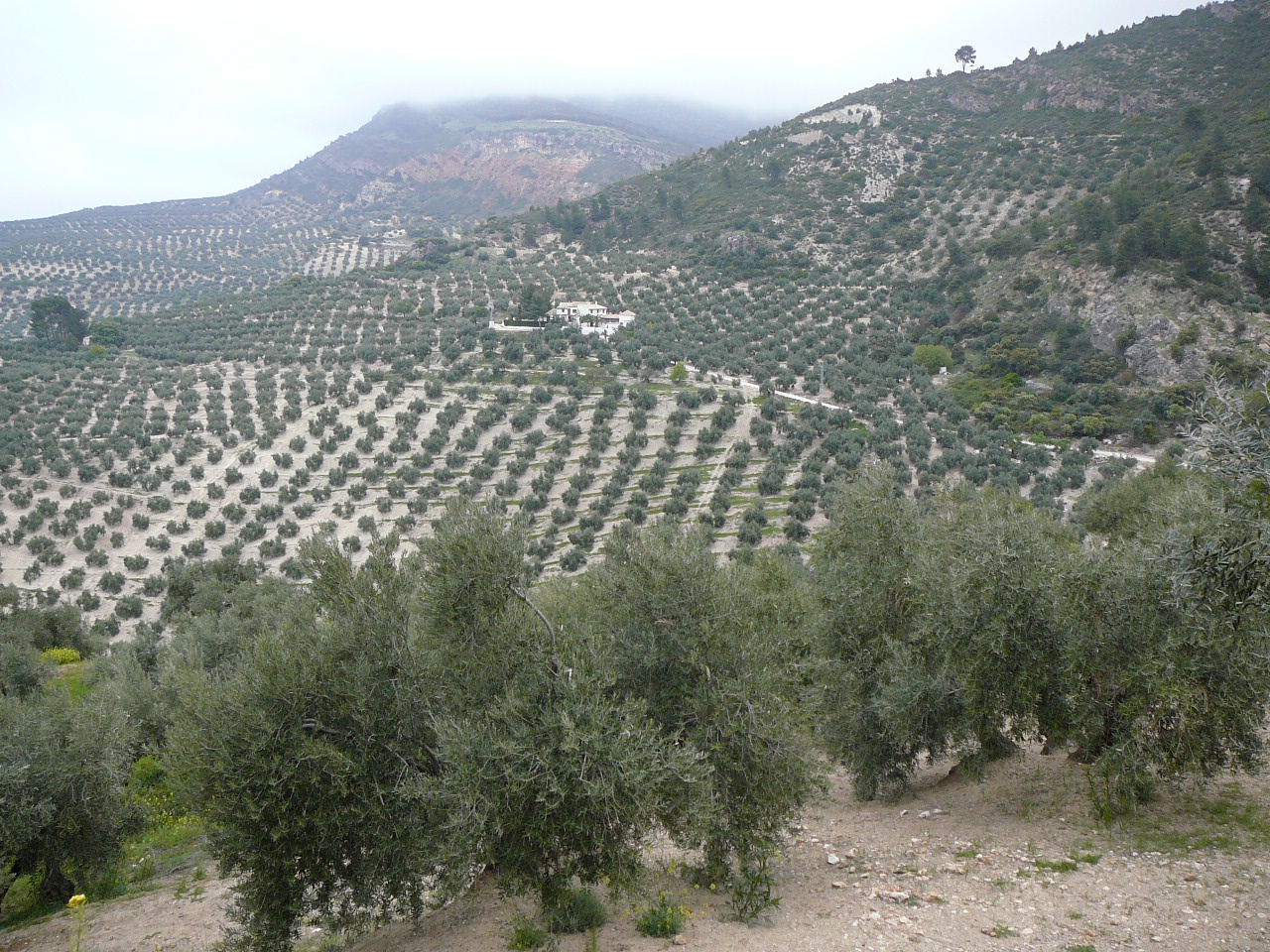Quesada - Cazorla (province de jaén) Au loin le cortijo de Bocanegra 