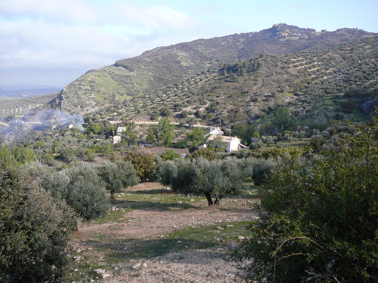 Quesada - Cazorla (province de jaén) Au milieu des oliviers 