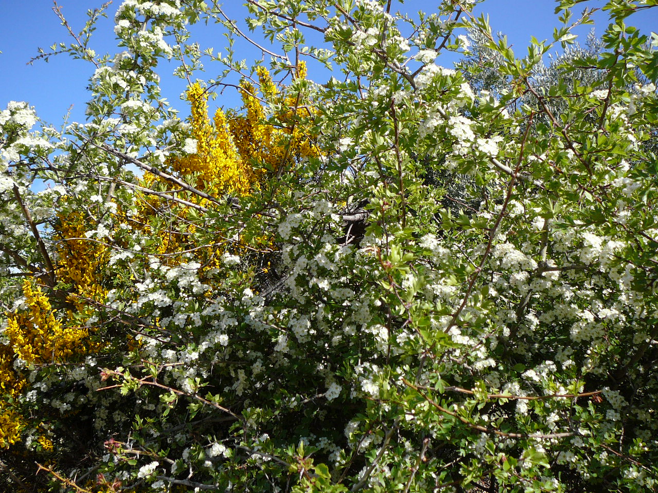 Quesada - Cazorla (province de jaén) Arbustes en fleurs 